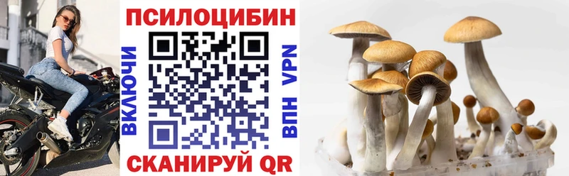Купить  Фролово  Галлюциногенные грибы Psilocybine cubensis 